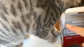 男子与猫吃瓜,吃瓜乐趣无限