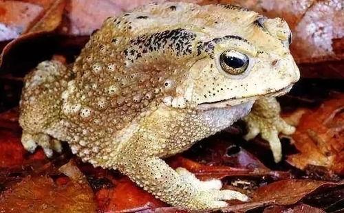 看看蛤蟆瓜怎么吃,探索美味新境界