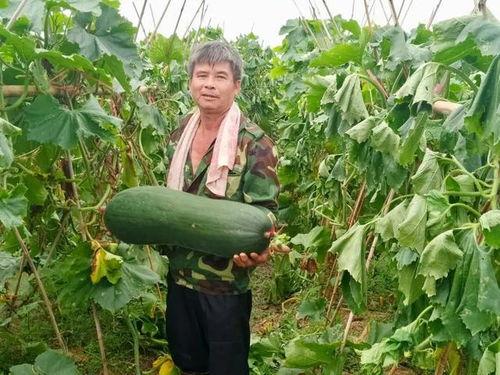 火爆吃瓜11,揭秘娱乐圈最新热点事件