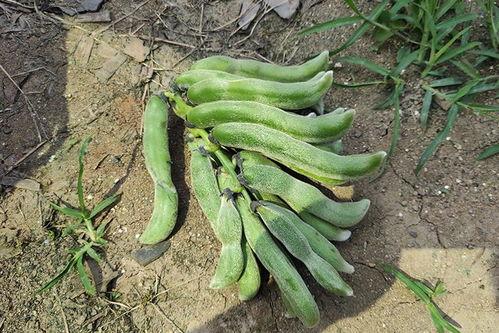 南方甄选吃瓜,吃瓜群众的夏日盛宴