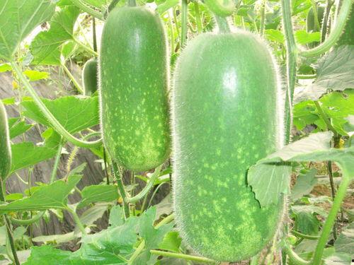 魁瓜怎么吃,探索美味魁瓜的多样吃法