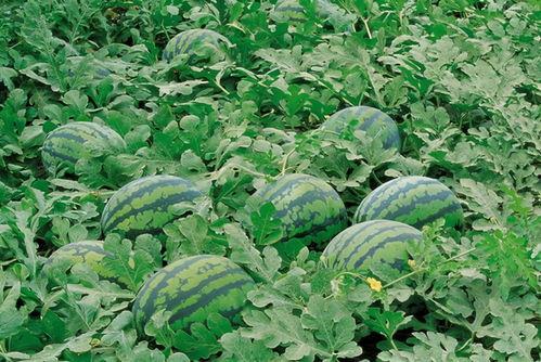 梧桐吃瓜视频大全,揭秘娱乐圈幕后故事