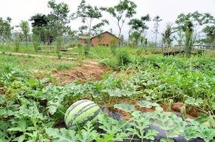 三瓜公社吃的,解锁乡村田园中的味蕾盛宴