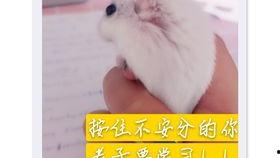 老鼠天天吃的瓜