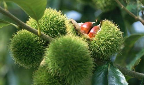 呆瓜树的呆瓜可以吃吗,揭秘可食用之谜